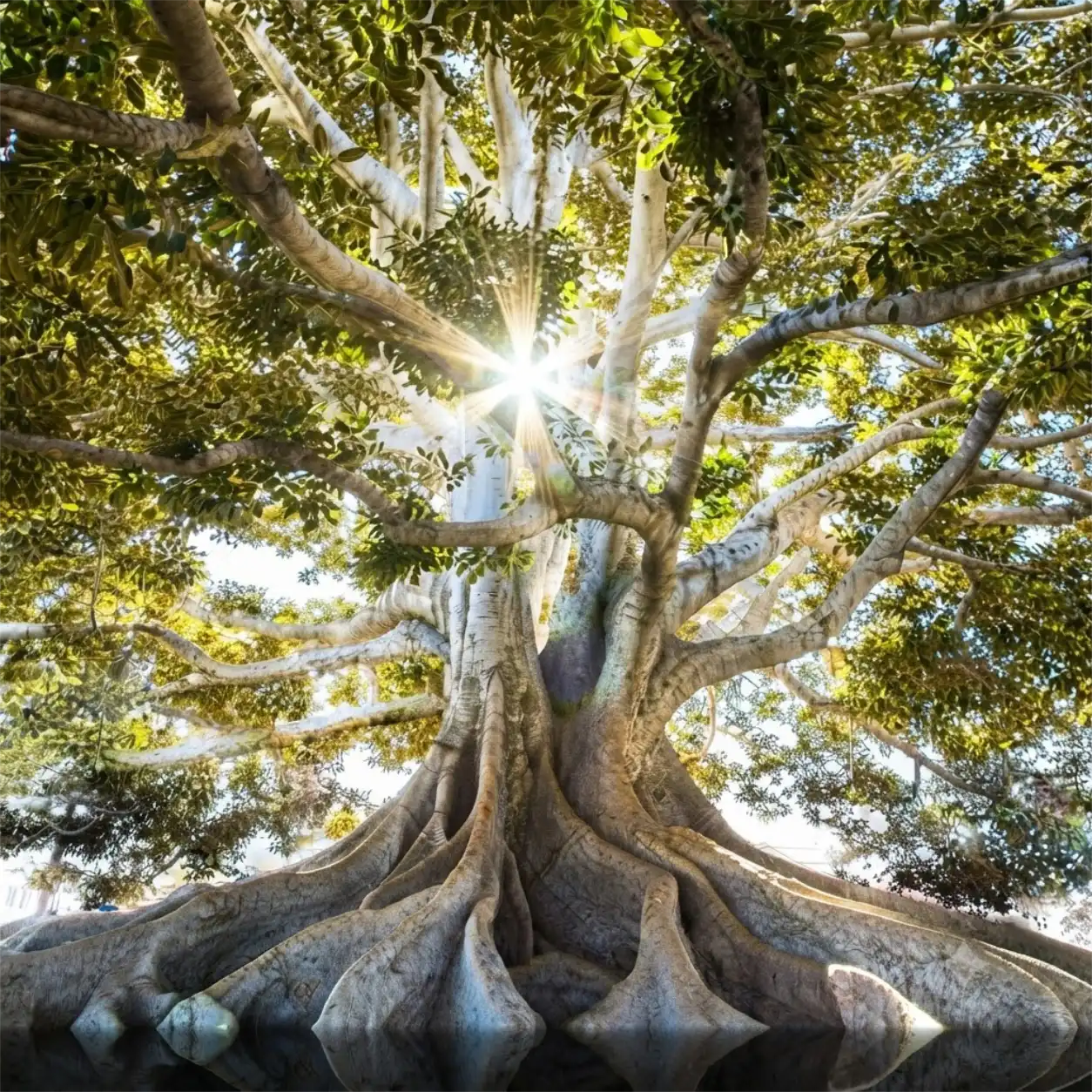 Raízes e consciência viva